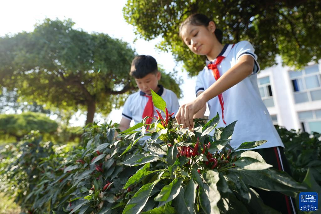 吉祥虎白菜网